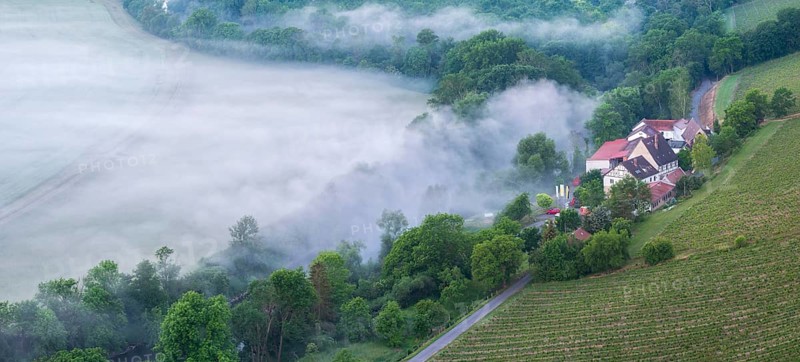 View of vineyard and Landesweingut Kloster Pforta in the Saale valley with morning fog, Naumburg, Burgenlandkreis, Saxony-Anhalt, Germany