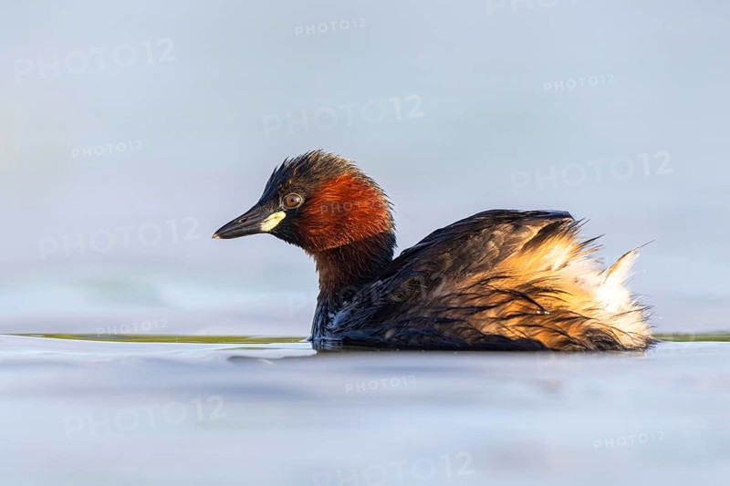 Little Grebe (Tachybaptus ruficollis), North Rhine-Westphalia, Germany