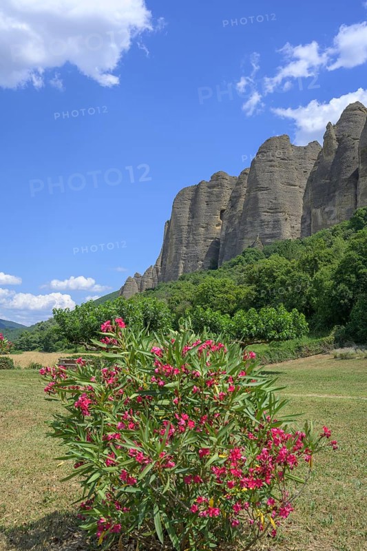 Blooming rhododendron and behind it conglomerate rock Les Pénitents, Les Mées, Alpes-de-Haute-Provence, France