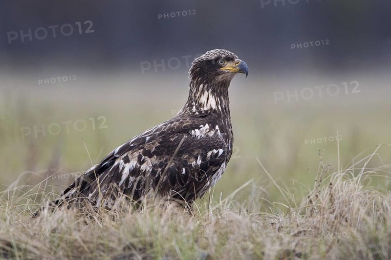 Bald Eagle (Haliaeetus leucocephalus) juvenile, British Columbia, Canada