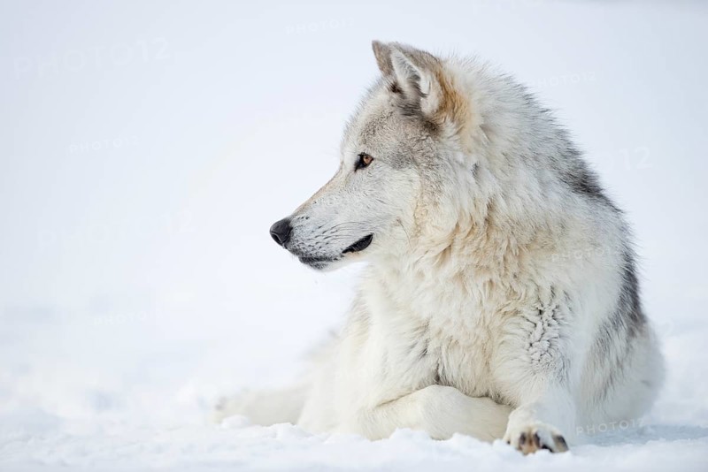 Timber Wolf (Canis lupus lycaon) adult resting in snow, Yellowstone National Park, Wyoming, USA