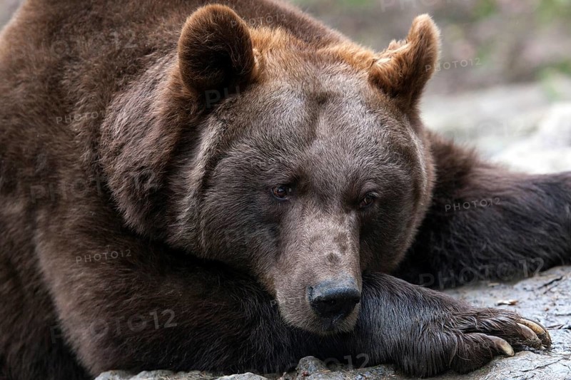 Brown bear (Ursus arctos), captive, Bad Mergentheim Wildlife Park, Baden-Württemberg, Germany