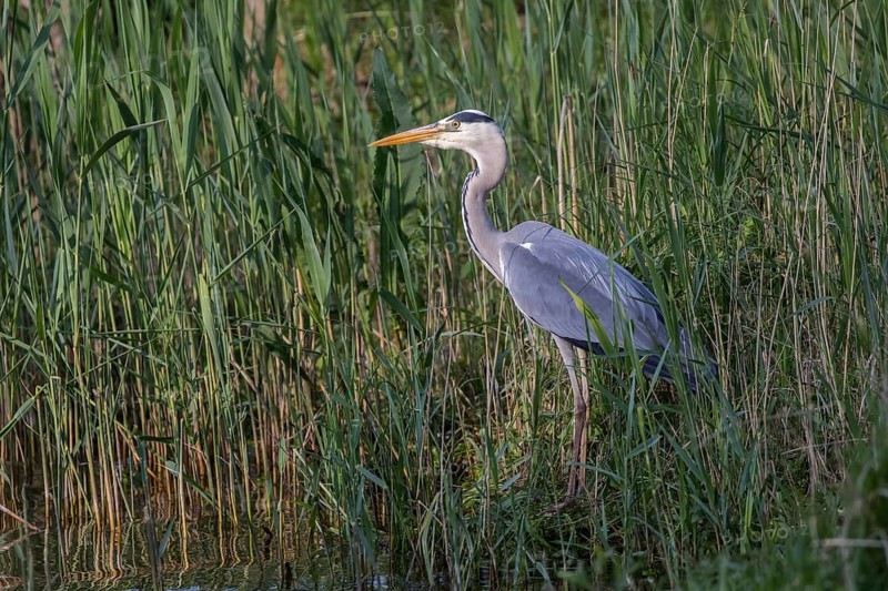 Grey Heron (Ardea cinerea) foraging, Mecklenburg-Western Pomerania, Germany