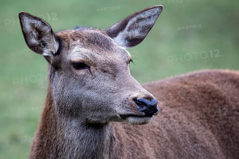 Red deer (Cervus elaphus), captive, Bad Mergentheim Wildlife Park, Baden-Württemberg, Germany
