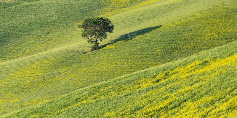Mulberry tree (Morus) in a field with flowering yellow broom (Genista tinctoria), Tuscany, Italy