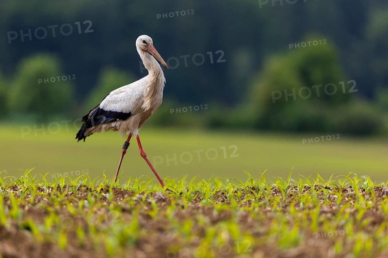 White stork (Ciconia ciconia), farmland, Göggingen, Sigmaringen district, Baden-Württemberg, Germany