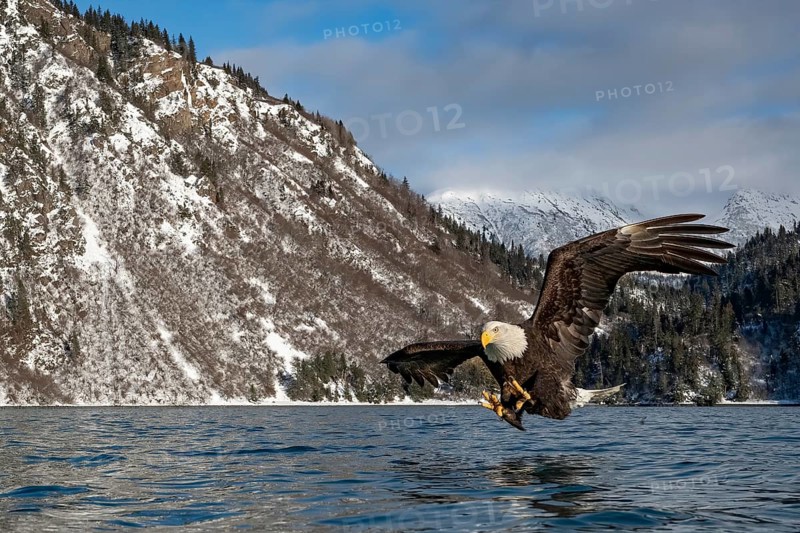 Bald Eagle (Haliaeetus leucocephalus) hunting, Alaska, USA