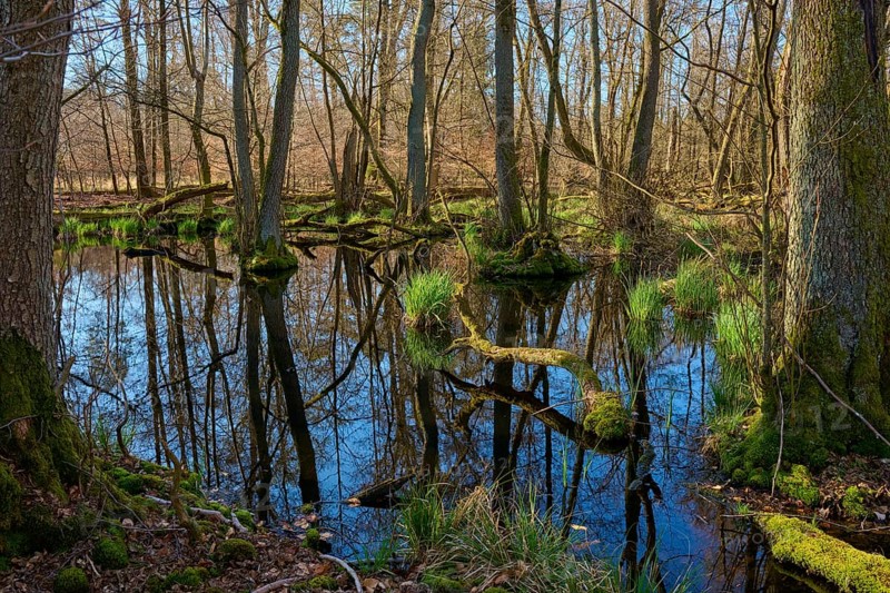 Riparian forest with clear water reflections and mossy tree trunks under high, bare trees, oak, spring, nature reserve Rote Lache by Wolfgang, Wolfgang, Hanau, Hesse, Germany