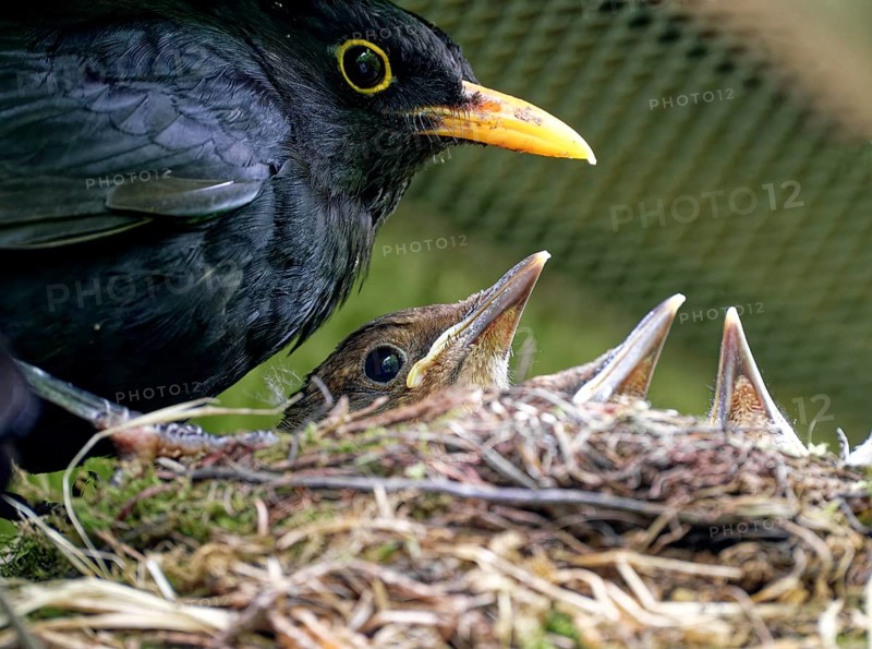 Blackbird, male and nestlings, young blackbirds (Turdus merula) in nest, Saxony, Germany