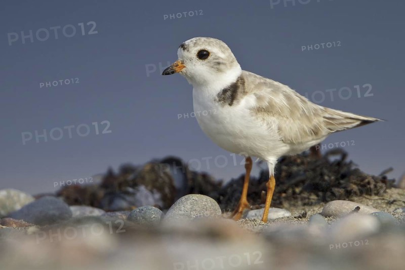 Piping Plover (Charadrius melodus), Newfoundland, Canada