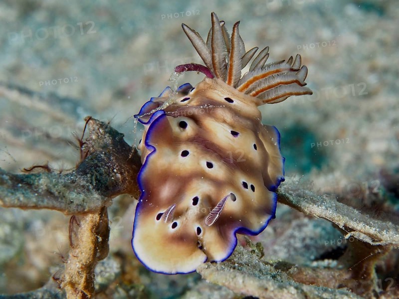 Brown nudibranch with blue edges, magnificent star snail (Hypselodoris tryoni), on an underwater coral reef, dive site Napoleon, Permuteran, Bali, Indonesia