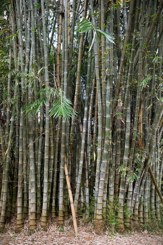 Giant Bamboo (Dendrocalamus giganteus) in the Royal Botanic Gardens, Kandy, Central Province, Sri Lanka