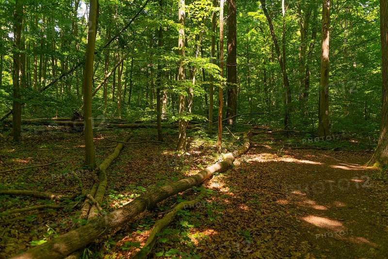 Tree fall on a hiking trail, UNESCO World Heritage Site and Hainich National Park, primeval forest, Bad Langensalza, Thuringia, Germany