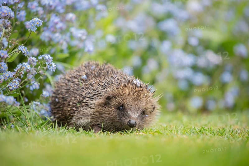 European hedgehog (Erinaceus europaeus) adult animal on a garden grass lawn by a flower border filled with Forget-me-not flowers, England, United Kingdom