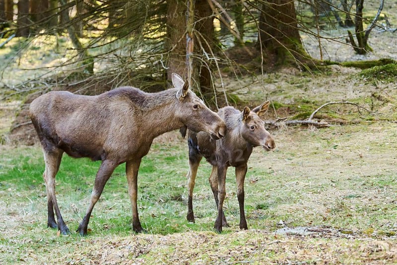 Elk (Alces alces) mother with her calf standing on a meadow on the edge of a forest, Bavaria, Germany