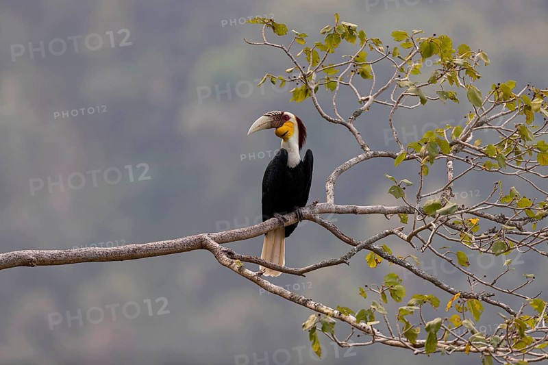 Wreathed Hornbill (Rhyticeros undulatus) male perched on a branch, Yunnan, China