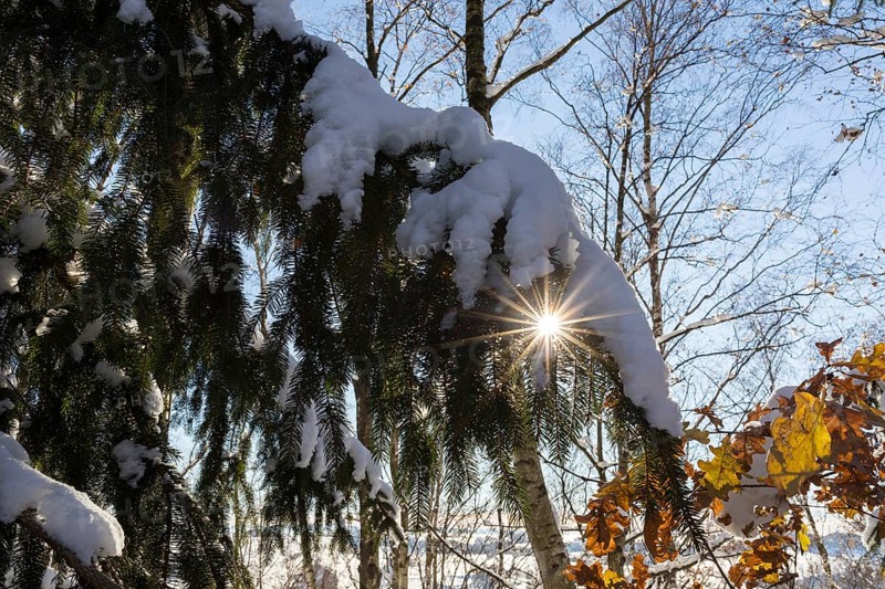 Snow-covered branch of a conifer with sun star, Erzgebirge, Saxony, Germany