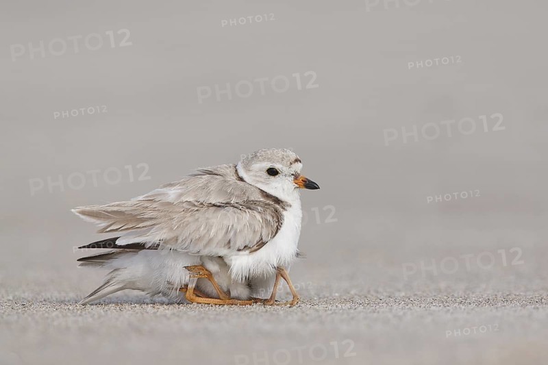 Piping Plover (Charadrius melodus) with chicks, Massachusetts, USA