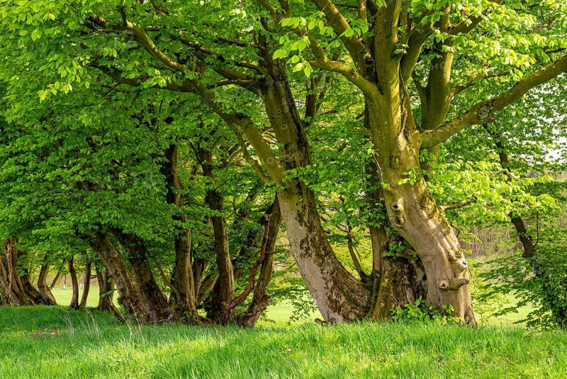 A row of rustic hornbeams (Hornbeam, Carpinus betulus) with dense foliage in a green way, Bad Pyrmont, Lower Saxony, Germany