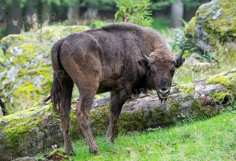 European bison (Bison bonasus) young animal in near-natural habitat, captive, Germany