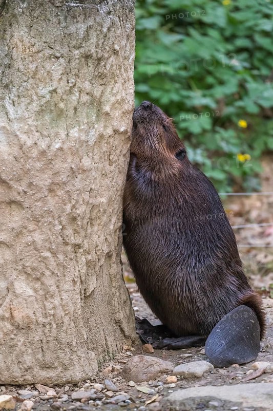 One North American beaver or Canadian beaver, Castor canadensis, gnawing on a tree and falling asleep