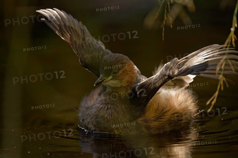 Little grebe (Tachybaptus ruficollis), with spread wings, captive, Alpenzoo Innsbruck, Tyrol, Austria