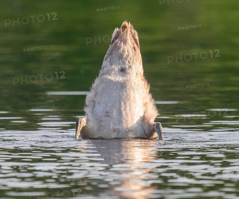 Mute swan (Cygnus olor) young bird basking in a pond, head and neck under water, Thuringia, Germany