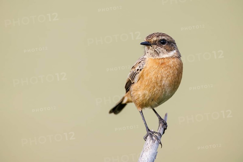 Schwarzkehlchen, Saxicola rubicola European Stonechat, Saxicola rubicola