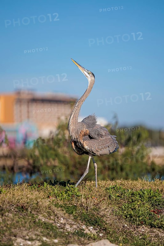 Great Blue Heron (Ardea herodias) with ruffled feathers doing a mating dance on the bank of a canal in Biloxi, Mississippi