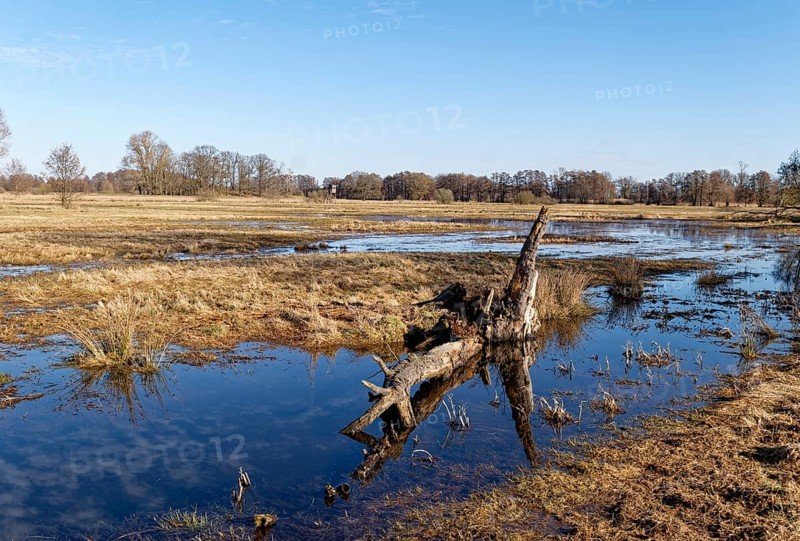 Dead wood in the wetland area near Mieste in the UNESCO Drömling Biosphere Reserve in the Altmark on a sunny day in early spring. Mieste, Gardelegen, Saxony-Anhalt, Germany