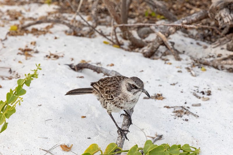 Galápagos mockingbird (Mimus parvulus, syn.: Nesomimus parvulus), Galapagos, Ecuador