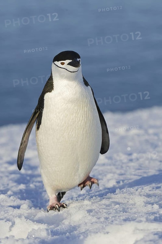 Chinstrap Penguin (Pygoscelis antarcticus), Antarctica