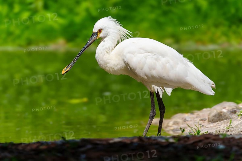A white spoonbill with a long beak stands on the bank of a green pond, spoonbill, spoonbill (Platalea leucorodia), France