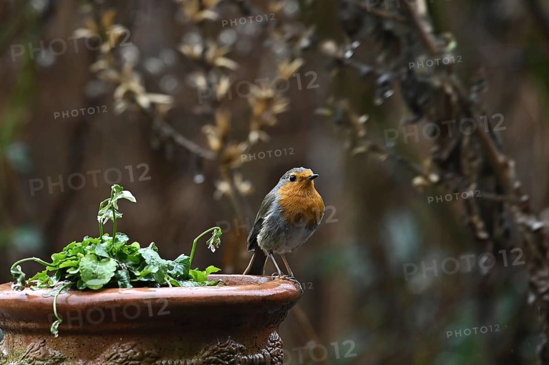 Robin (Erithacus rubecula) on a bowl of flowers, Bavaria, Germany