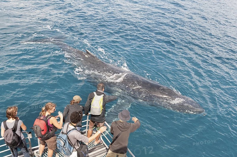 People on boat watching Humpback whale (Megaptera novaeangliae), Hervey Bay, Queensland, Australia