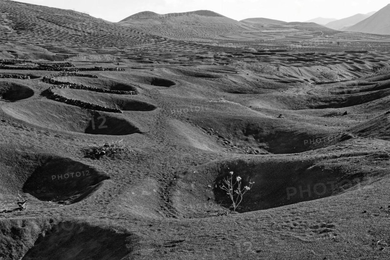 Typical viticulture in dry farming method, black and white, La Geria, Lanzarote, Canary Islands, Canary Islands, Spain