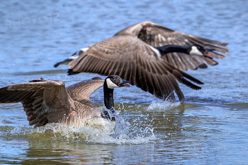 Two Canada geese, Canadian goose (Branta canadensis) landing in lake
