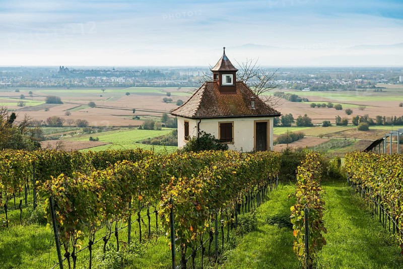 Chapel in the vineyards, Blankenhornsberg, near Ihringen, Kaiserstuhl, Baden-Württemberg, Germany