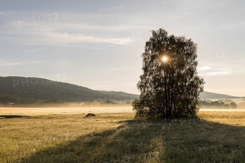 Morning fog with sun through a birch tree (Betula) in the Oberlausitzer Bergland near Cunewalde, Saxony, Germany