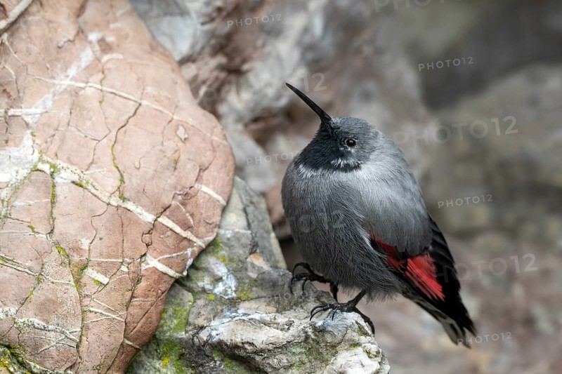 Wallcreeper (Tichodroma muraria), sitting in a rock face, Alpine Zoo, Innsbruck, Tyrol, Austria