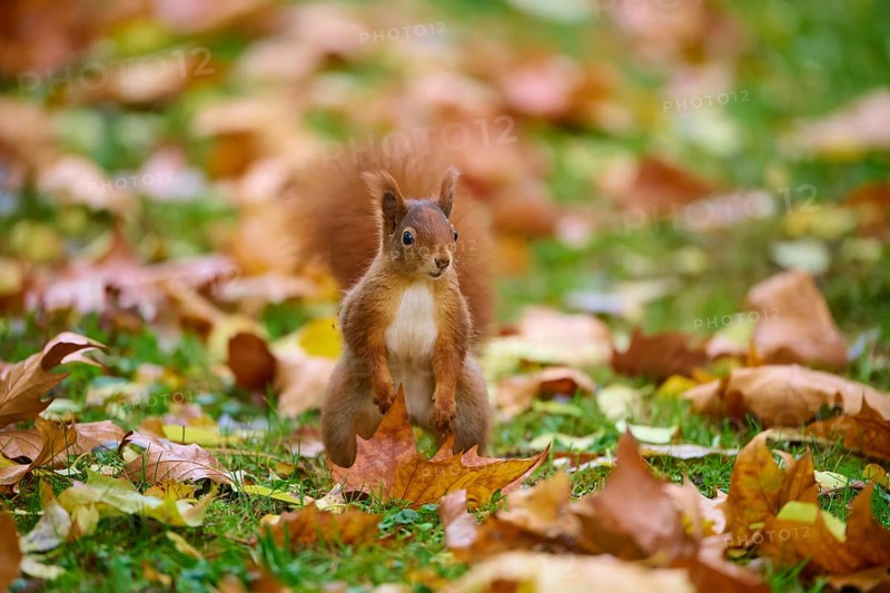 Eurasian squirrel (Sciurus vulgaris), standing in a meadow full of autumn leaves, Baden-Württemberg, Germany