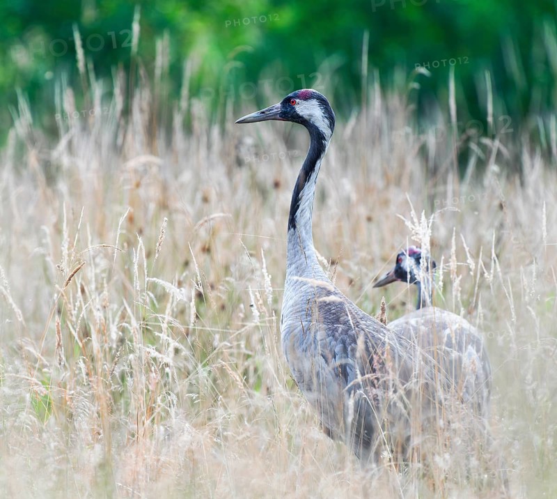 Cranes (Grus grus) standing in a high meadow, Lower Saxony, Germany