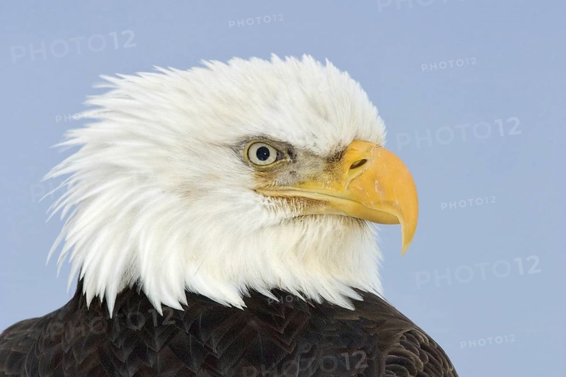 Bald Eagle (Haliaeetus leucocephalus), Alaska, USA