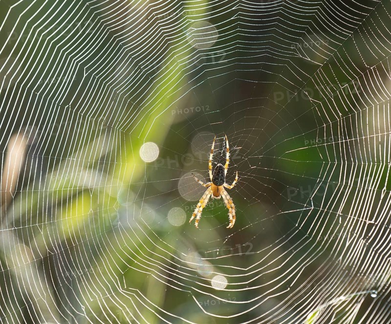 Cross spider (Araneus) sitting in a spider web, Lower Saxony, Germany