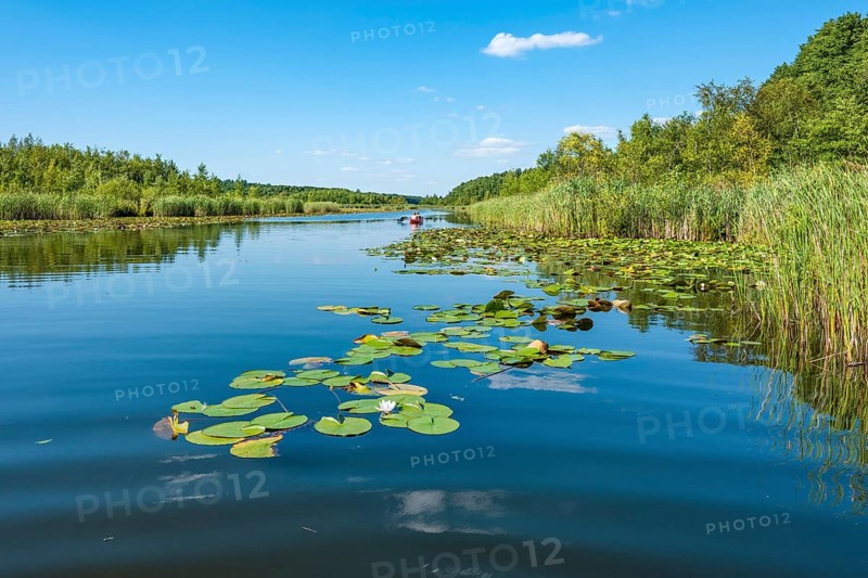 Water lilies bloom in the water lily paradise at Granzower Möschen, Mirow, Mecklenburg Lake District, Mecklenburg-Vorpommern, Germany