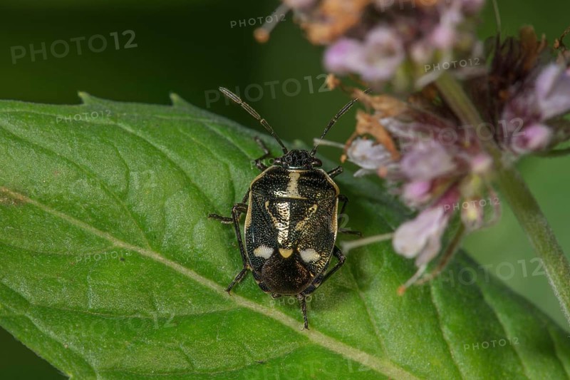 Close-up of a cabbage bug (Eurydema oleracea) with white details on a green leaf, Baden-Württemberg, Germany