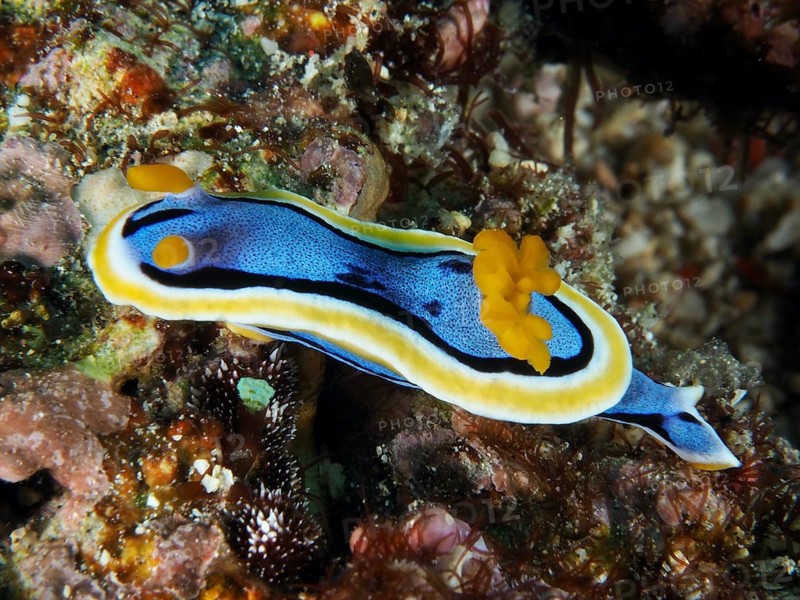 A blue and yellow nudibranch, Elisabeth's Chromodoris (Chromodoris elisabethina), moving across a colourful rocky seabed, dive site SD, Nusa Ceningan, Nusa Penida, Bali, Indonesia