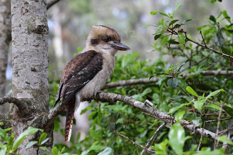 Laughing Kookaburra (Dacelo novaeguineae), New South Wales, Australia