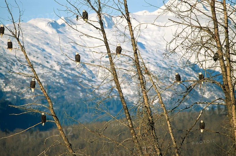 Bald eagle (Haliaeetus leucocephalus), clusters of eagles hunting for salmon, in the Chilkat Valley near Haines, Alaska, USA