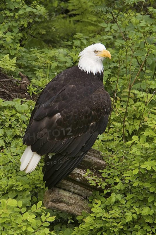 Bald Eagle (Haliaeetus leucocephalus), Alaska, USA
